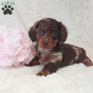 Daisy, Dachshund Puppy